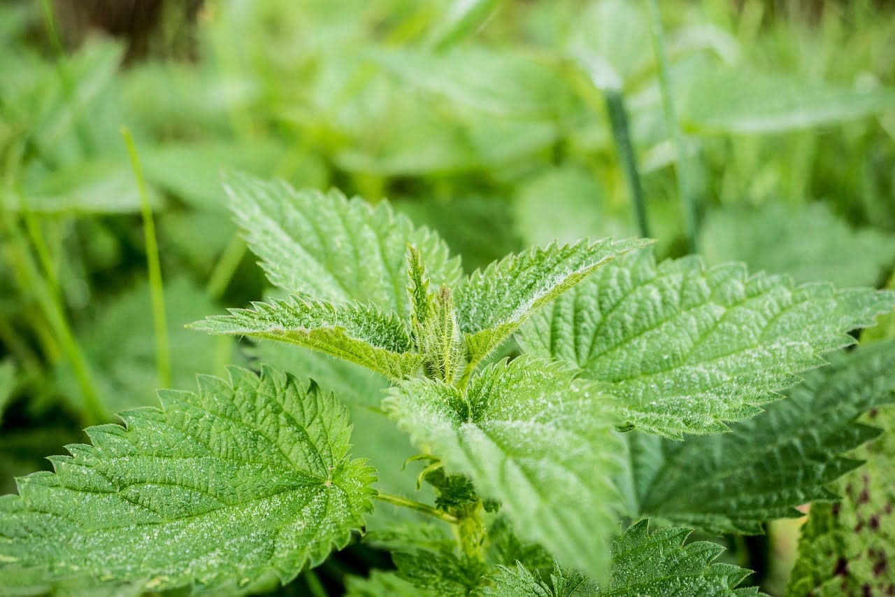 Iron-boosting Tea