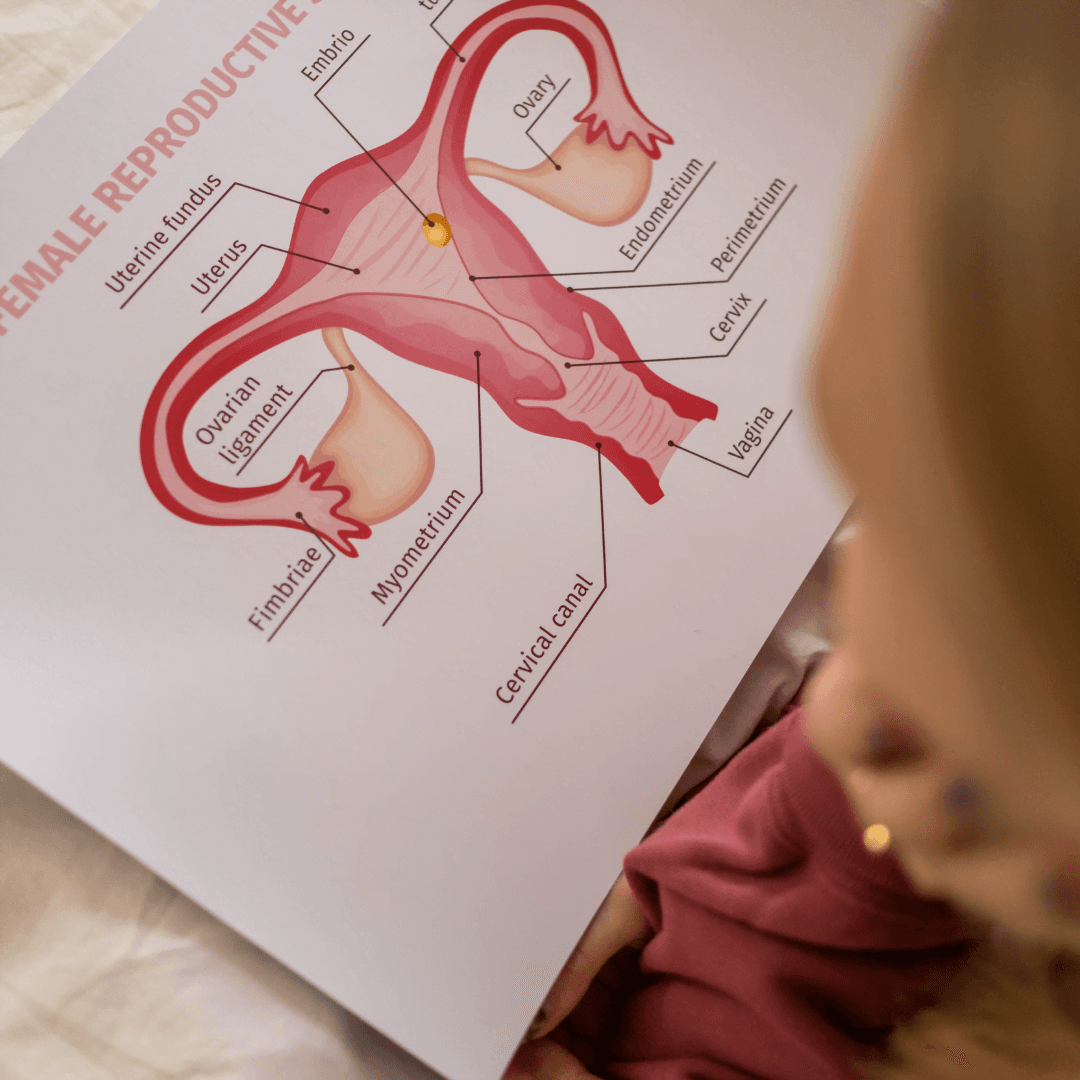 Reproductive Anatomy 101: The Vagina